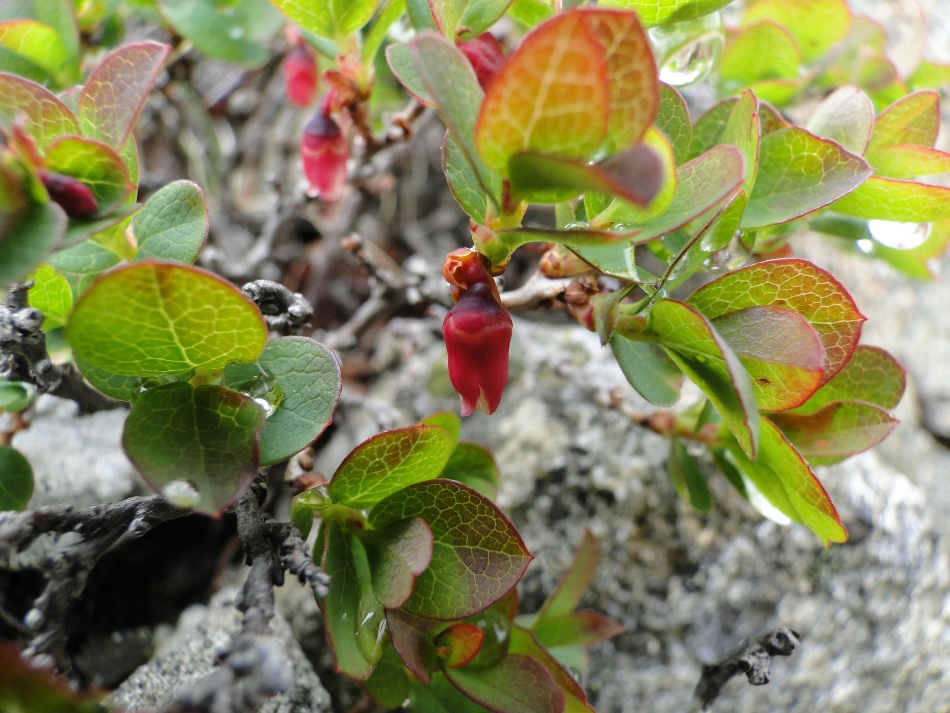 Vaccinium uliginosum L. / Mirtillo falso